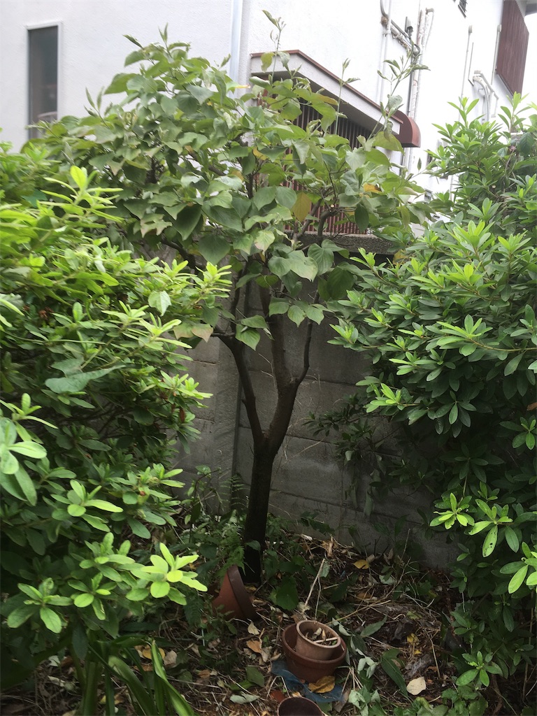 f:id:renganomichi:20190716170650j:image f:id:renganomichi:20190716170650j:image