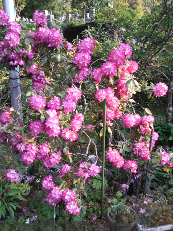 f:id:rengeji-com:20100424174900j:image