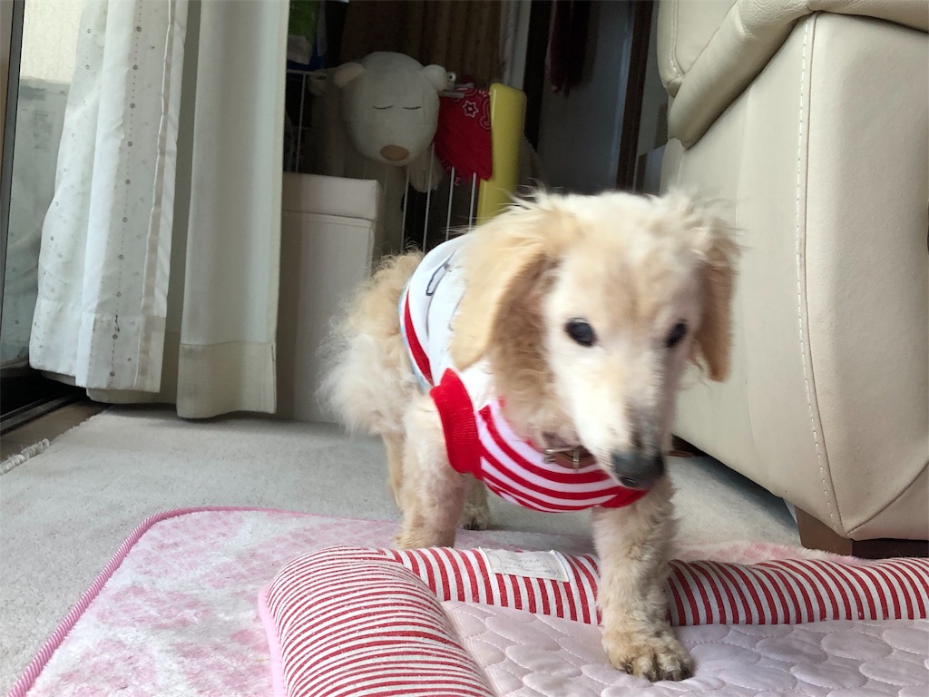 f:id:renkunno:20190506133111j:image f:id:renkunno:20190506133111j:image