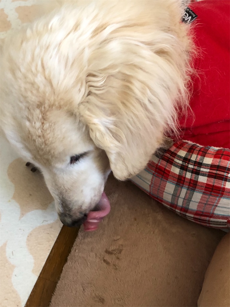 f:id:renkunno:20190506142729j:image f:id:renkunno:20190506142729j:image