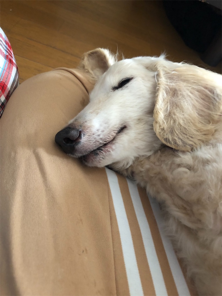 f:id:renkunno:20190607161020j:image