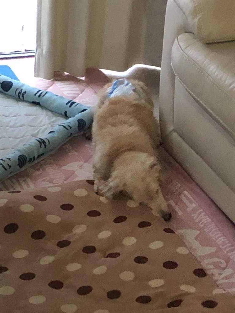 f:id:renkunno:20190612095840j:image