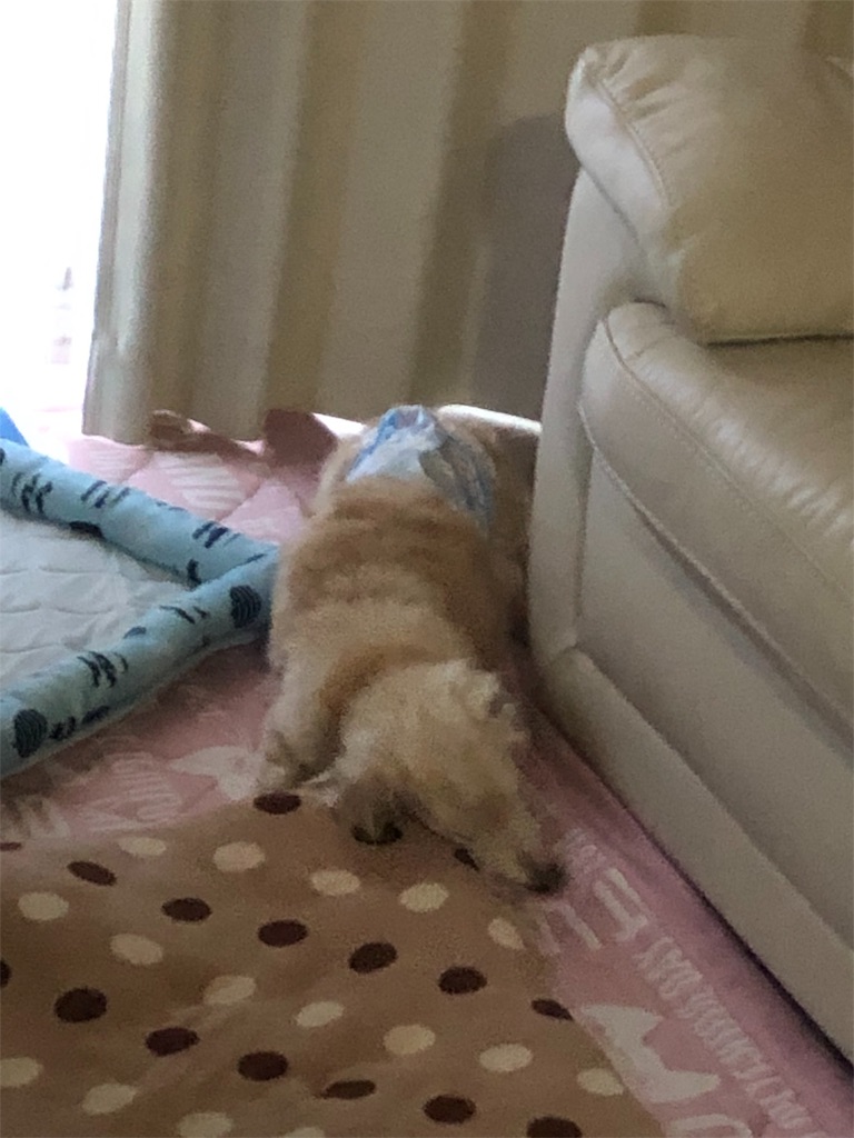 f:id:renkunno:20190612095845j:image