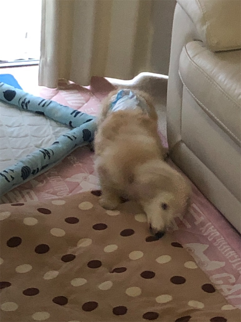 f:id:renkunno:20190612095855j:image