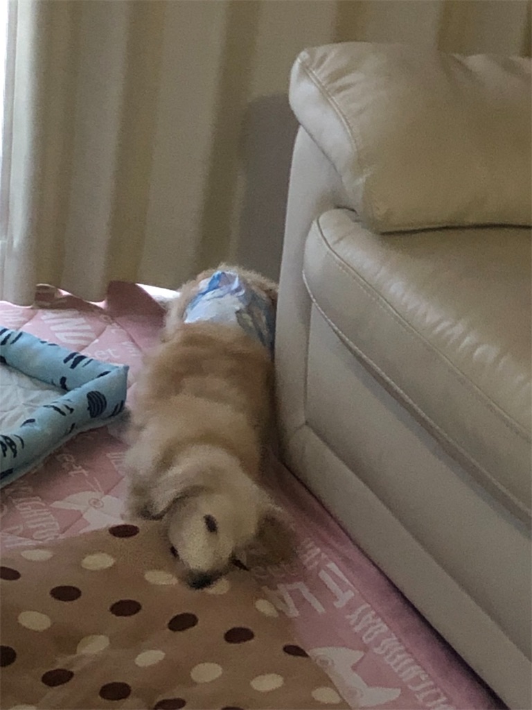 f:id:renkunno:20190612095859j:image
