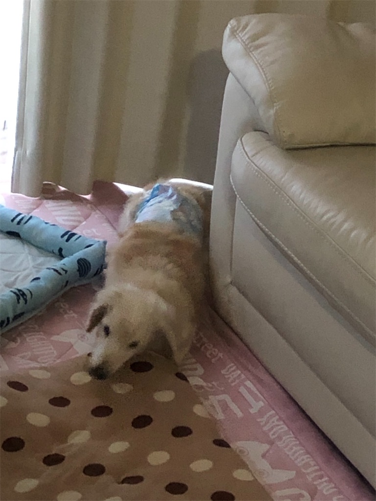 f:id:renkunno:20190612095910j:image