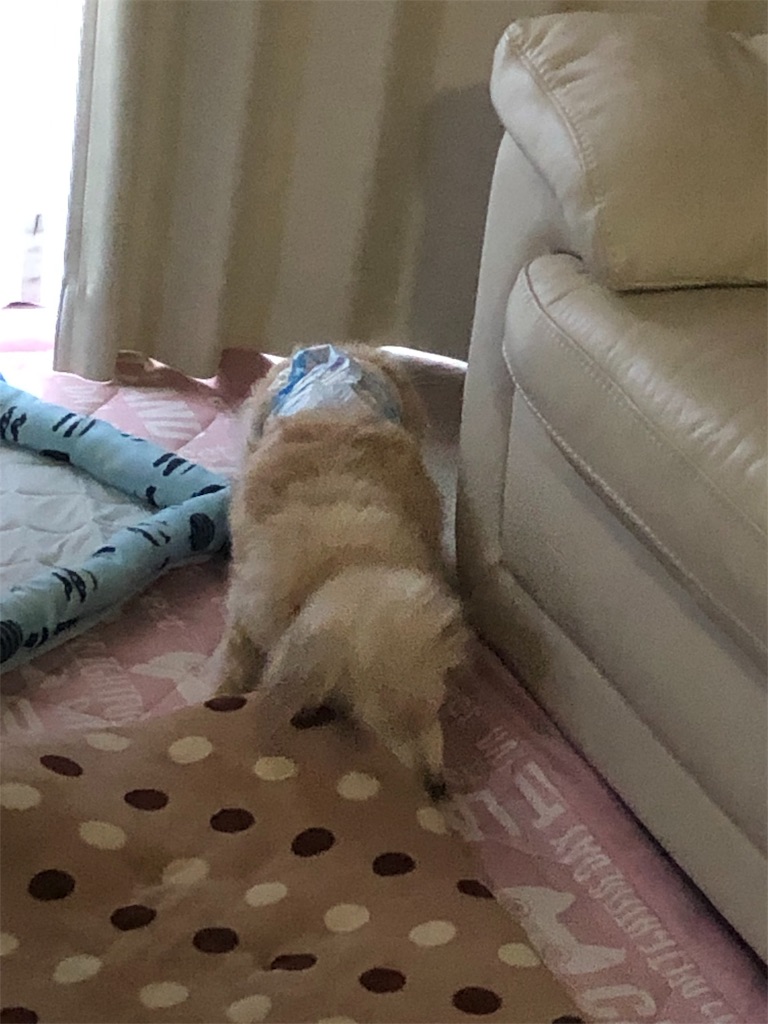 f:id:renkunno:20190612095916j:image