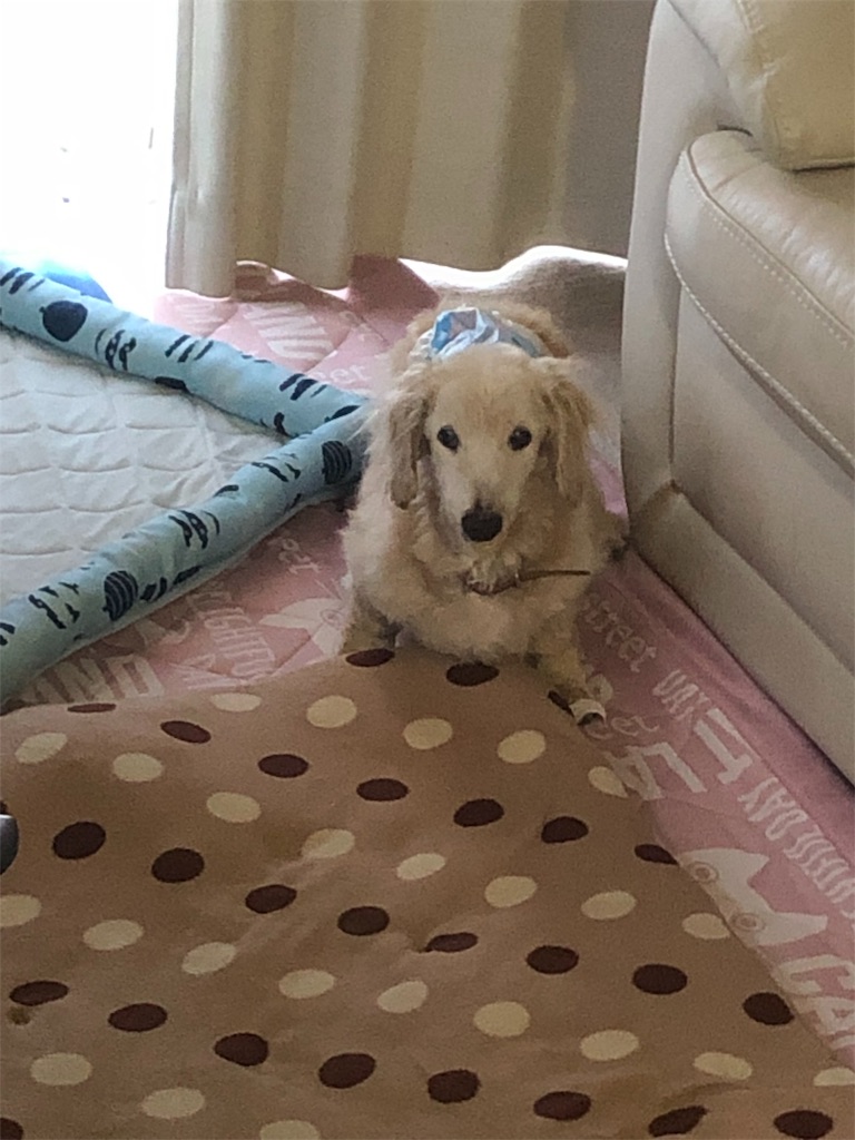 f:id:renkunno:20190612095921j:image