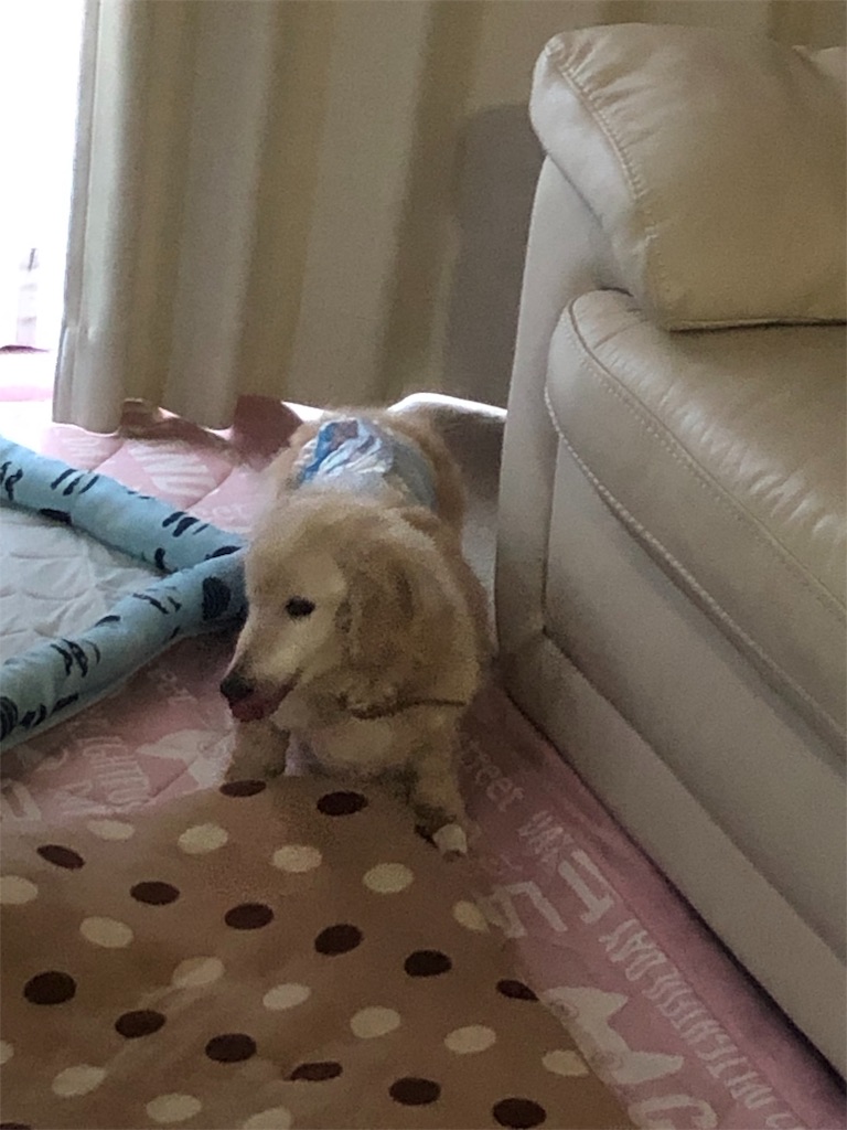 f:id:renkunno:20190612095933j:image