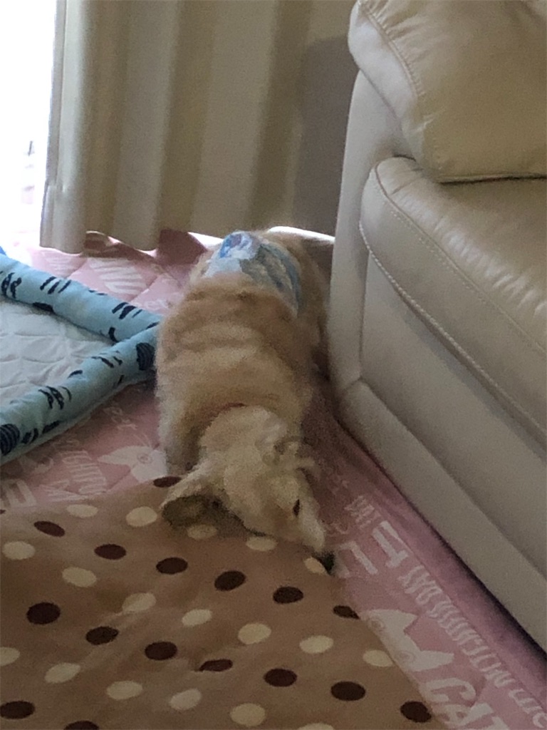 f:id:renkunno:20190612095944j:image