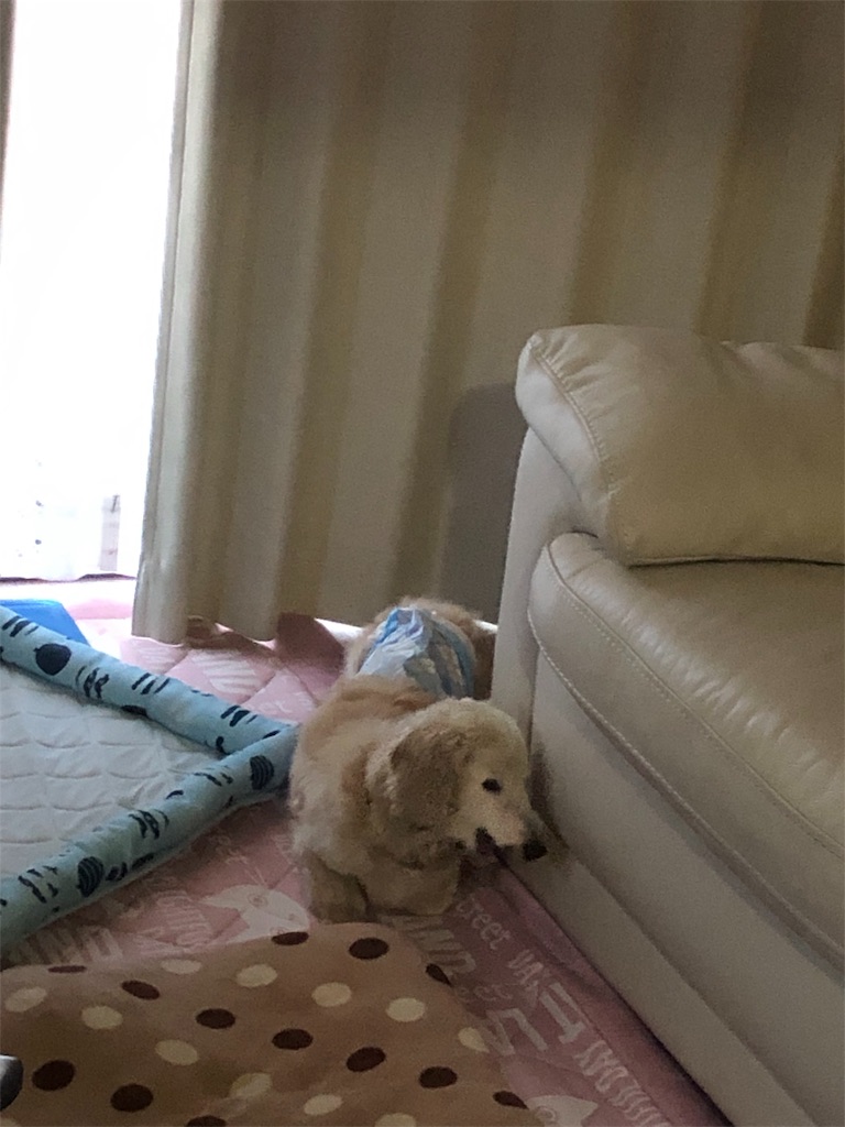f:id:renkunno:20190612095949j:image