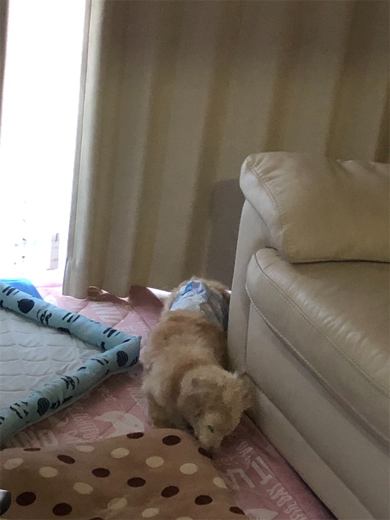 f:id:renkunno:20190612095954j:image