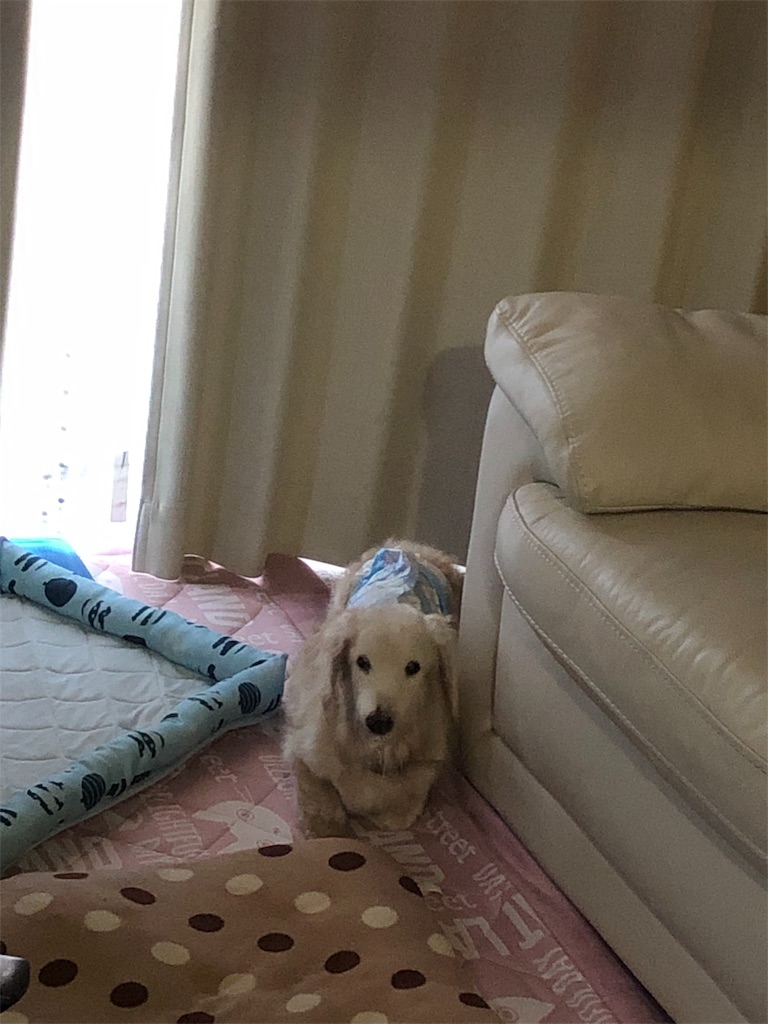 f:id:renkunno:20190612100003j:image