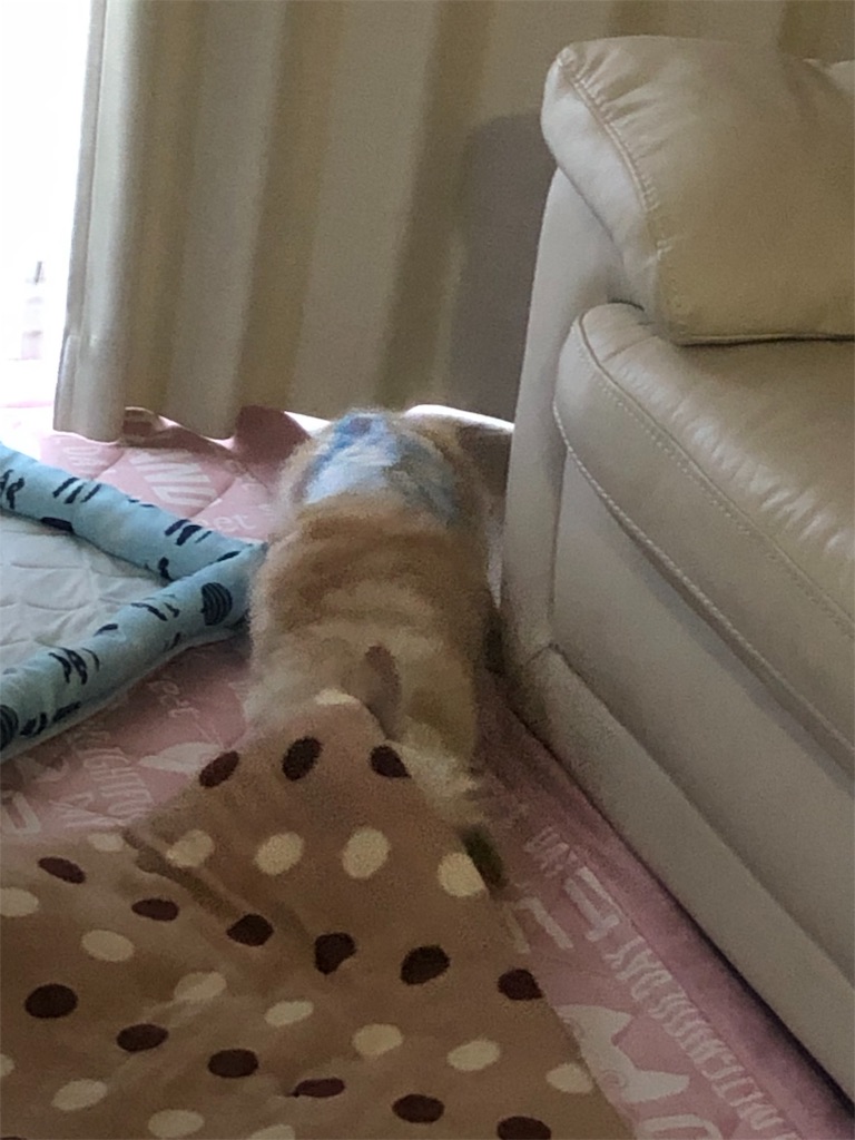 f:id:renkunno:20190612100014j:image