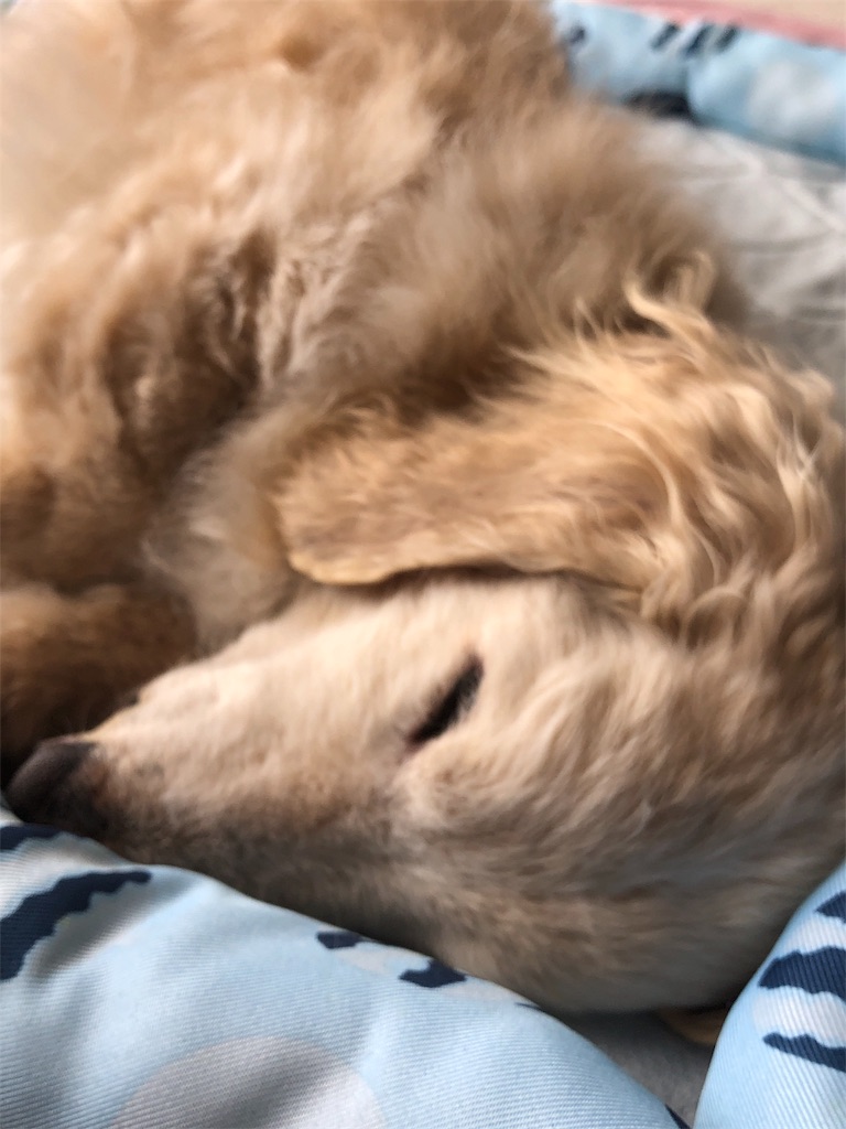f:id:renkunno:20190614141237j:image f:id:renkunno:20190614141237j:image