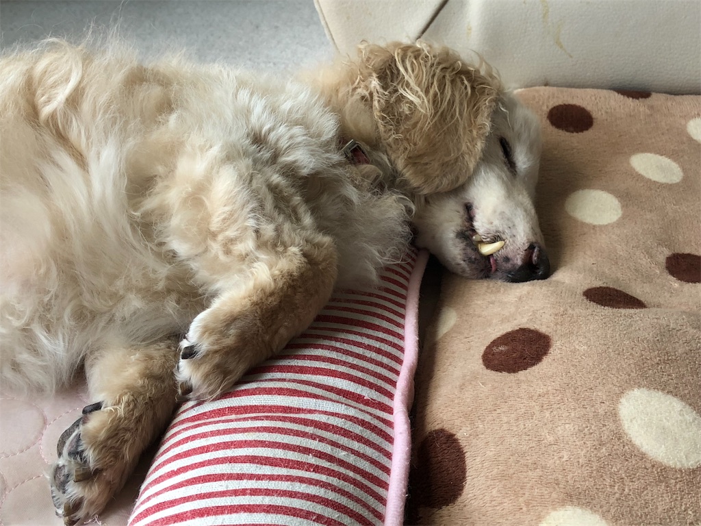f:id:renkunno:20190717145251j:image f:id:renkunno:20190717145251j:image