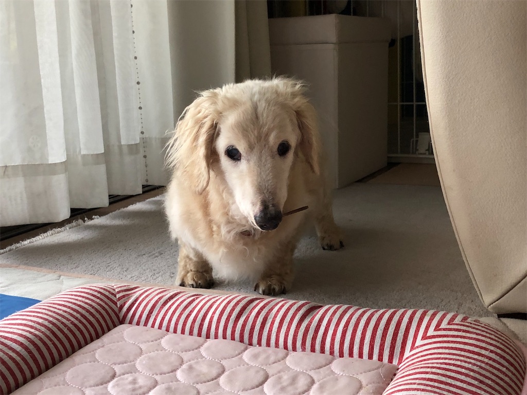 f:id:renkunno:20190717180108j:image f:id:renkunno:20190717180108j:image