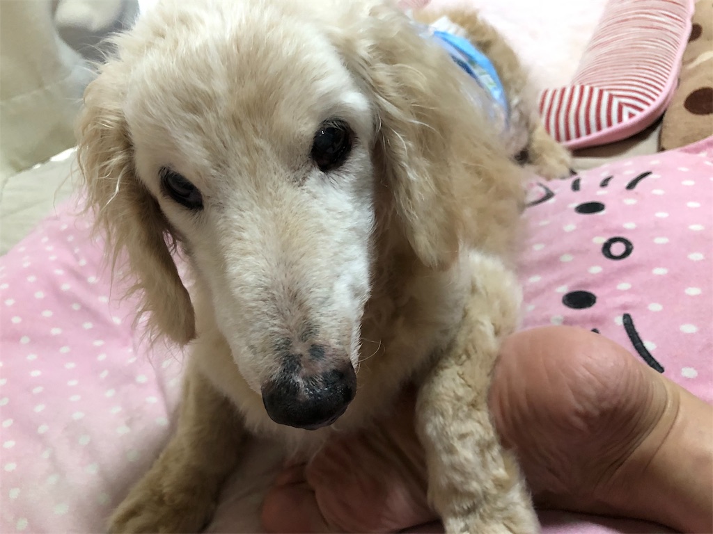 f:id:renkunno:20190717180144j:image f:id:renkunno:20190717180144j:image