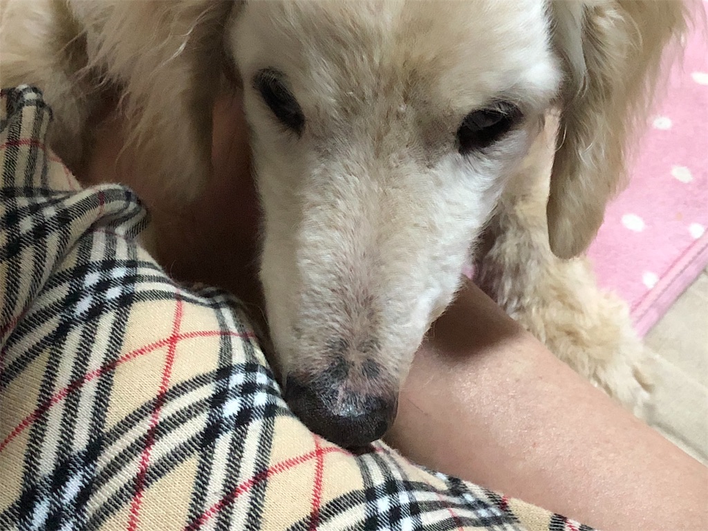 f:id:renkunno:20190717182324j:image f:id:renkunno:20190717182324j:image