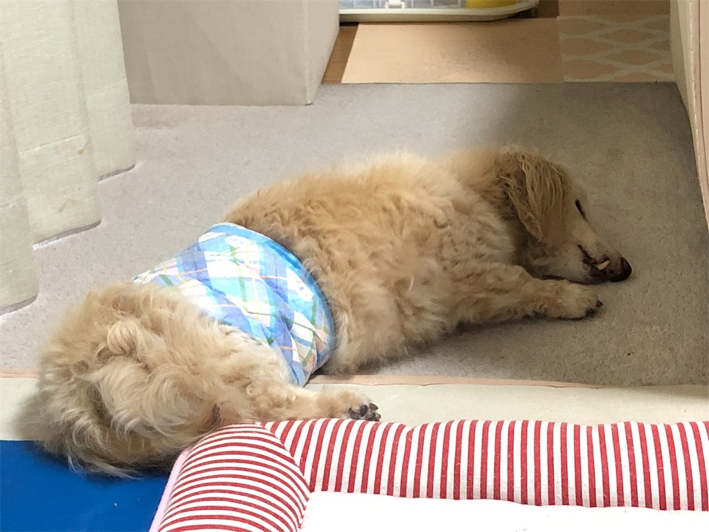 f:id:renkunno:20190717184446j:image f:id:renkunno:20190717184446j:image