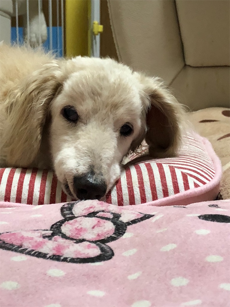 f:id:renkunno:20190717223801j:image f:id:renkunno:20190717223801j:image