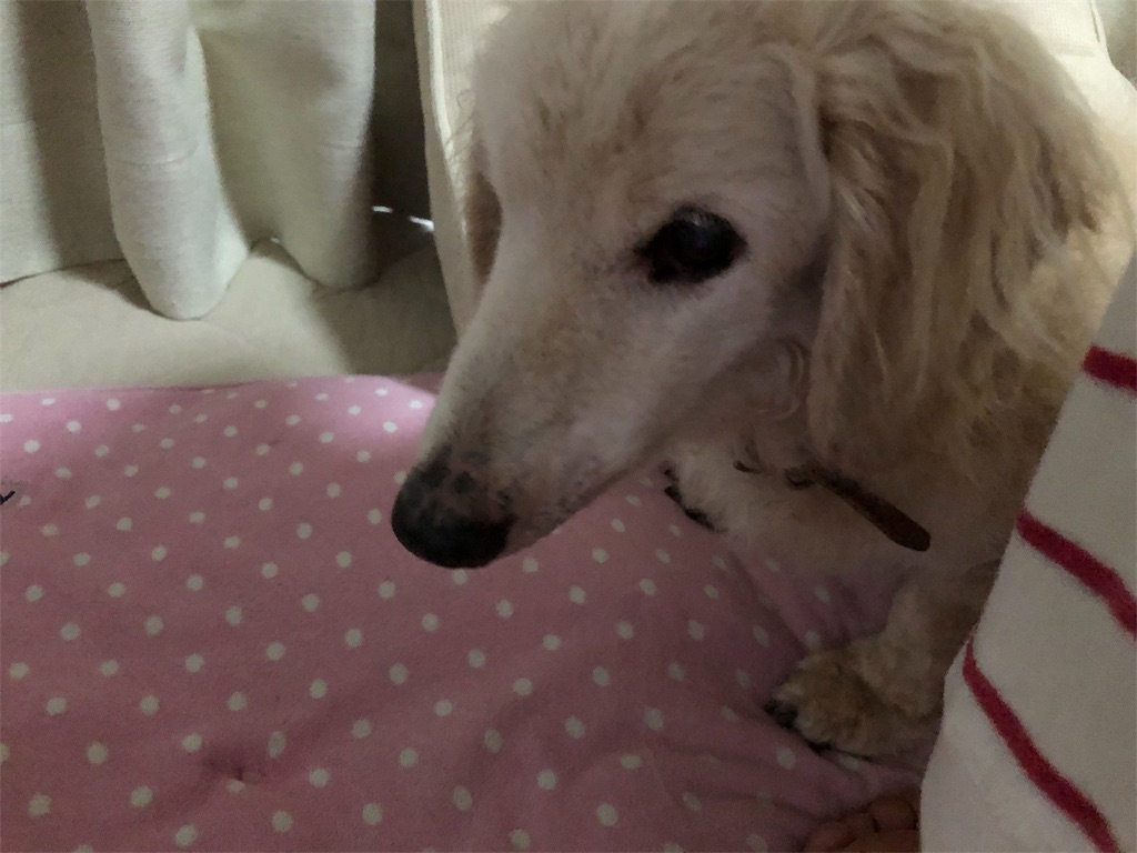 f:id:renkunno:20190720160943j:image f:id:renkunno:20190720160943j:image