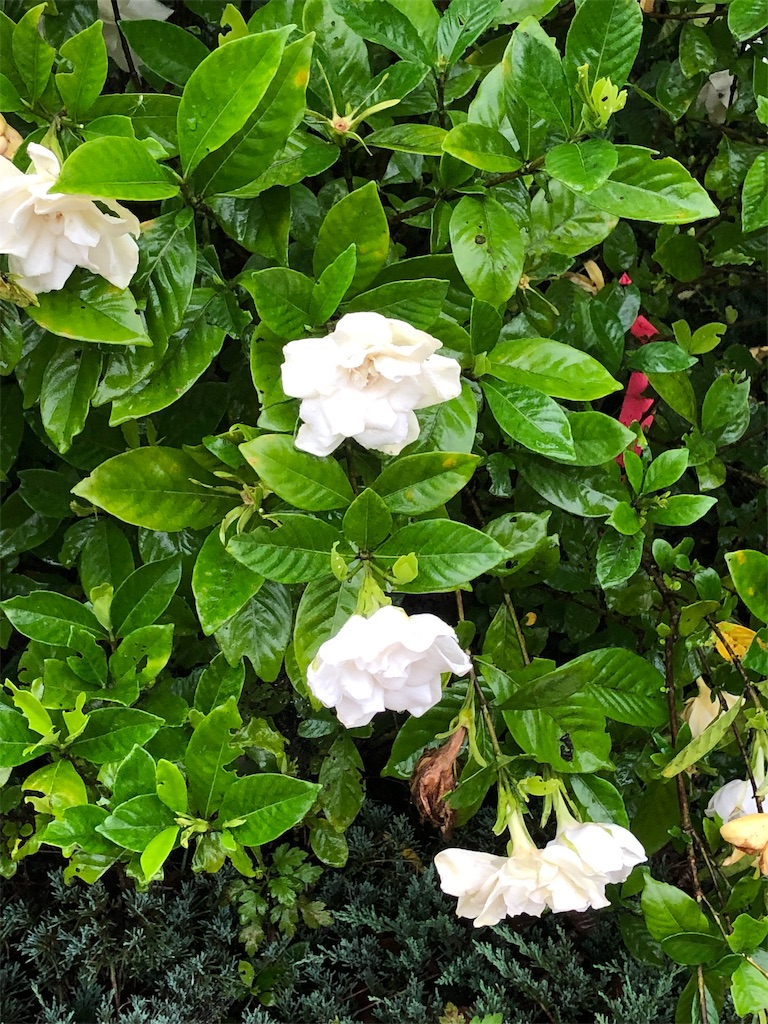 f:id:renkunno:20190720160952j:image f:id:renkunno:20190720160952j:image