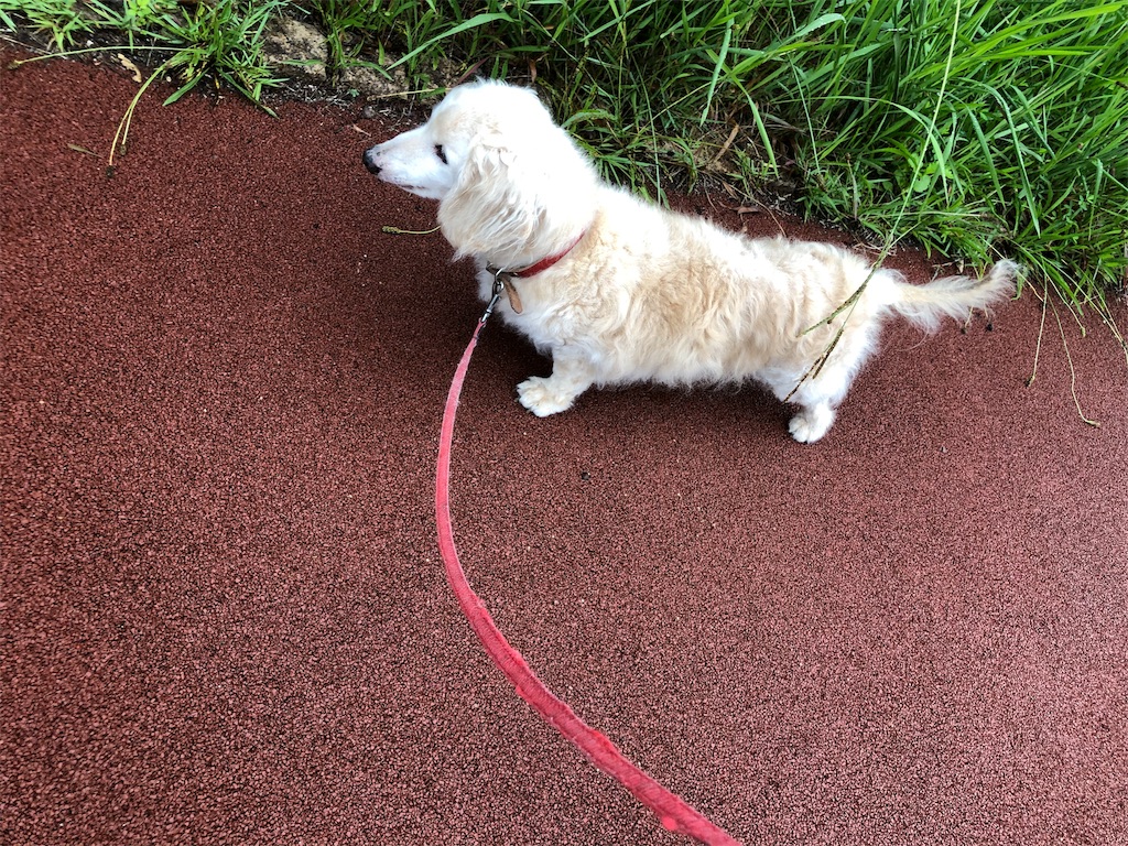 f:id:renkunno:20190720161003j:image f:id:renkunno:20190720161003j:image