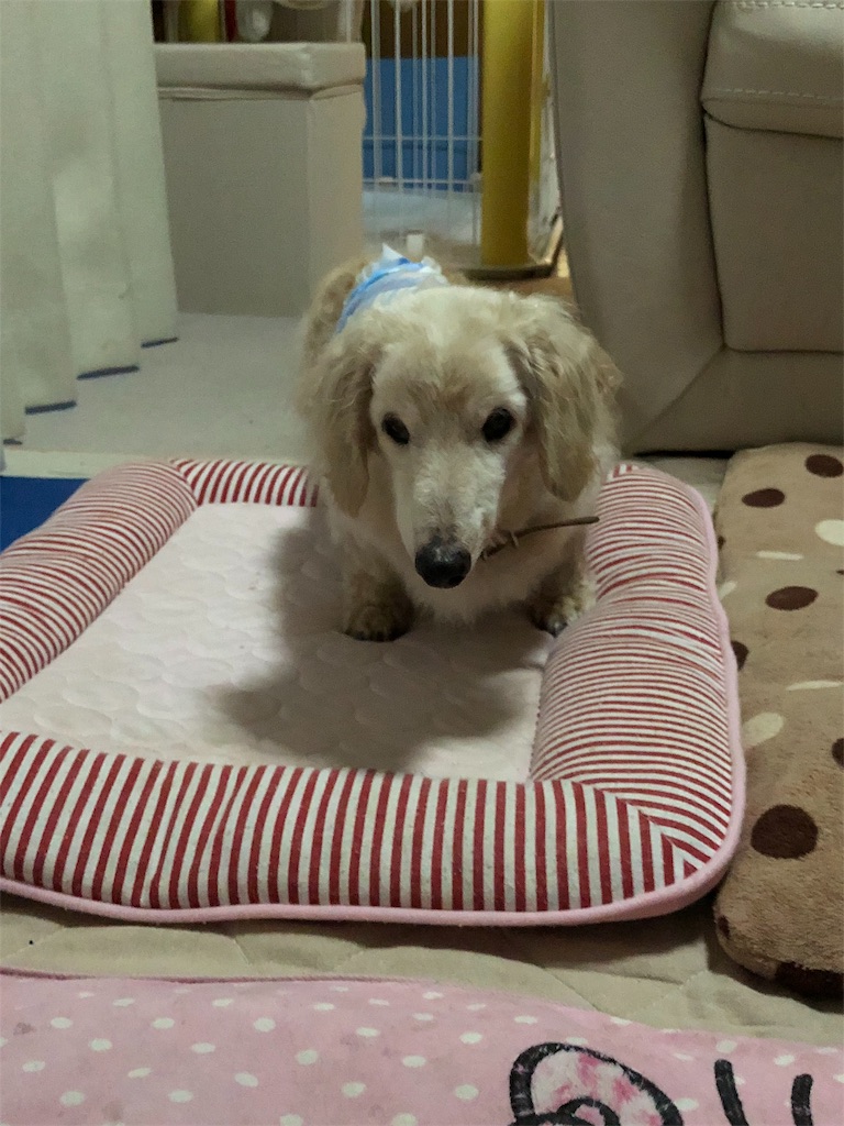f:id:renkunno:20190720161015j:image f:id:renkunno:20190720161015j:image