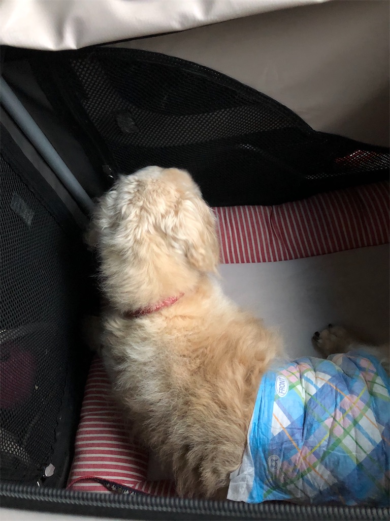f:id:renkunno:20190720161041j:image f:id:renkunno:20190720161041j:image