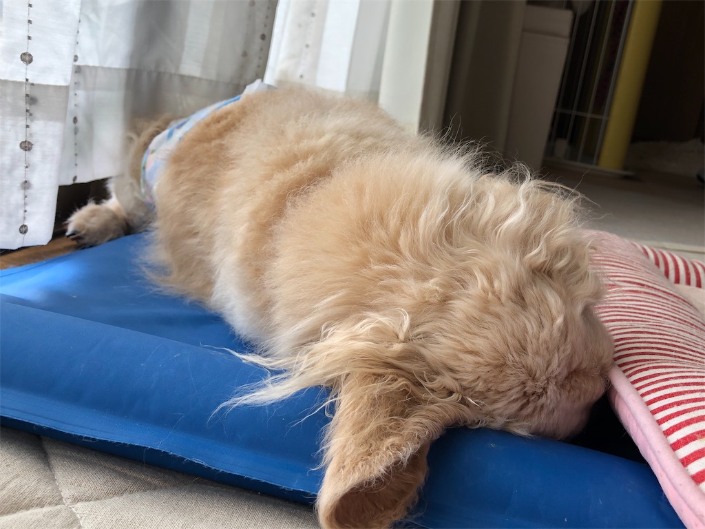 f:id:renkunno:20190824132622j:image