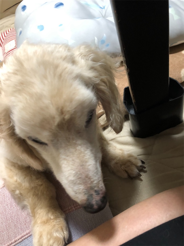 f:id:renkunno:20190824233211j:image