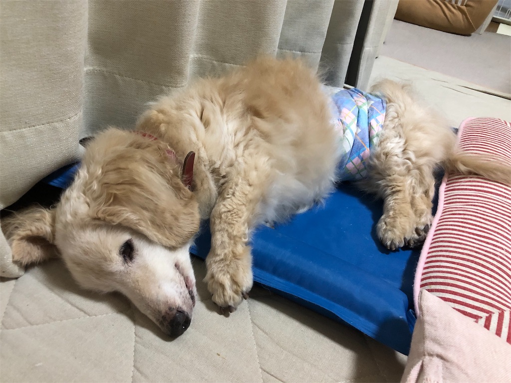 f:id:renkunno:20190911050622j:image