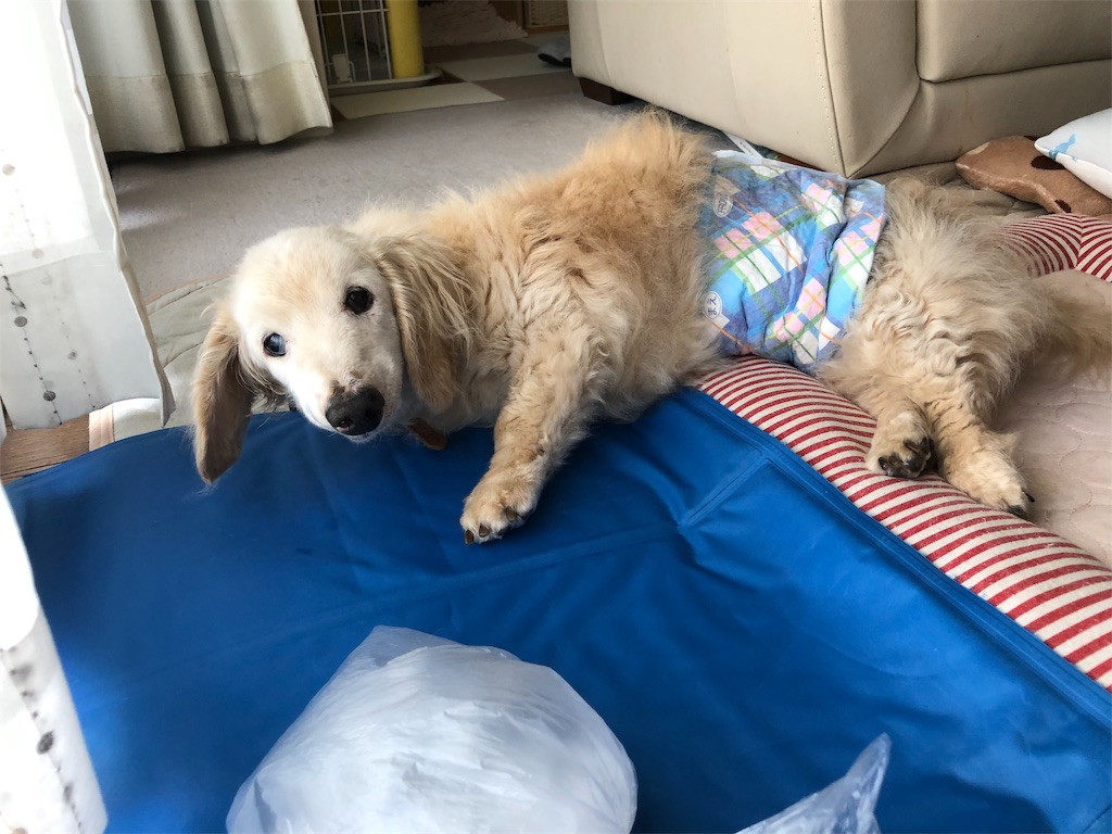 f:id:renkunno:20190911143301j:image