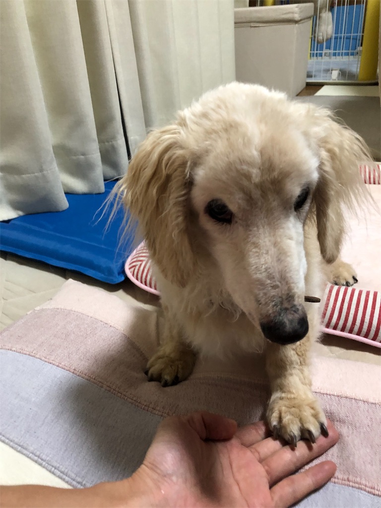 f:id:renkunno:20190918182619j:image f:id:renkunno:20190918182619j:image