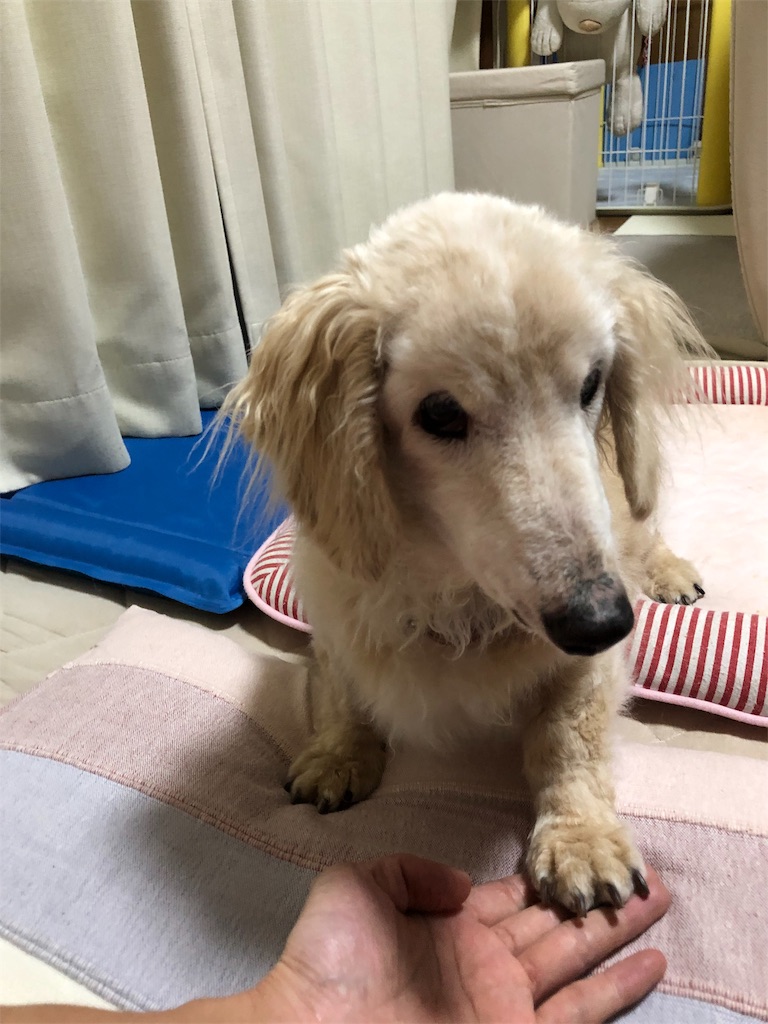 f:id:renkunno:20190918182630j:image f:id:renkunno:20190918182630j:image