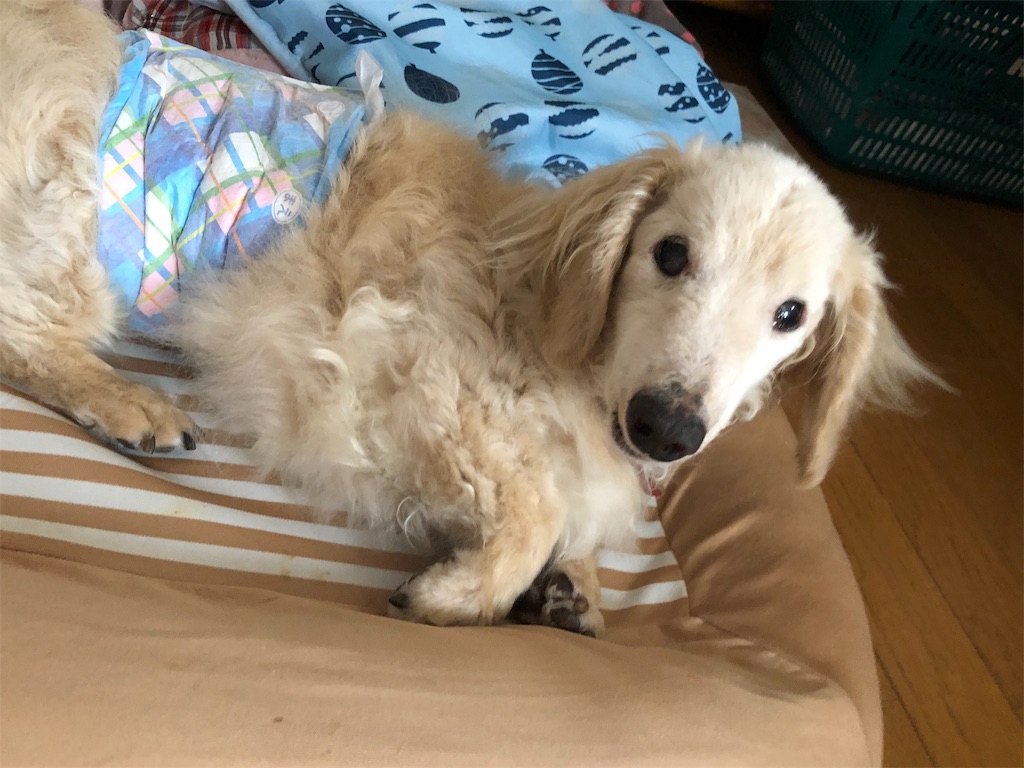 f:id:renkunno:20190924142316j:image