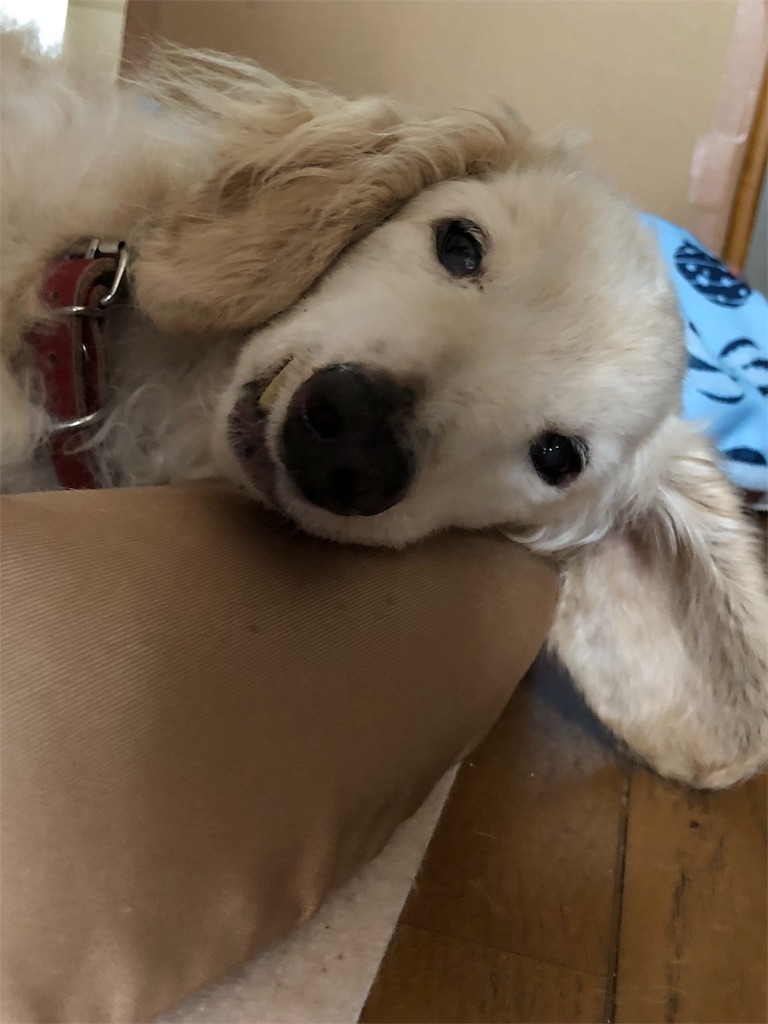 f:id:renkunno:20190924142321j:image