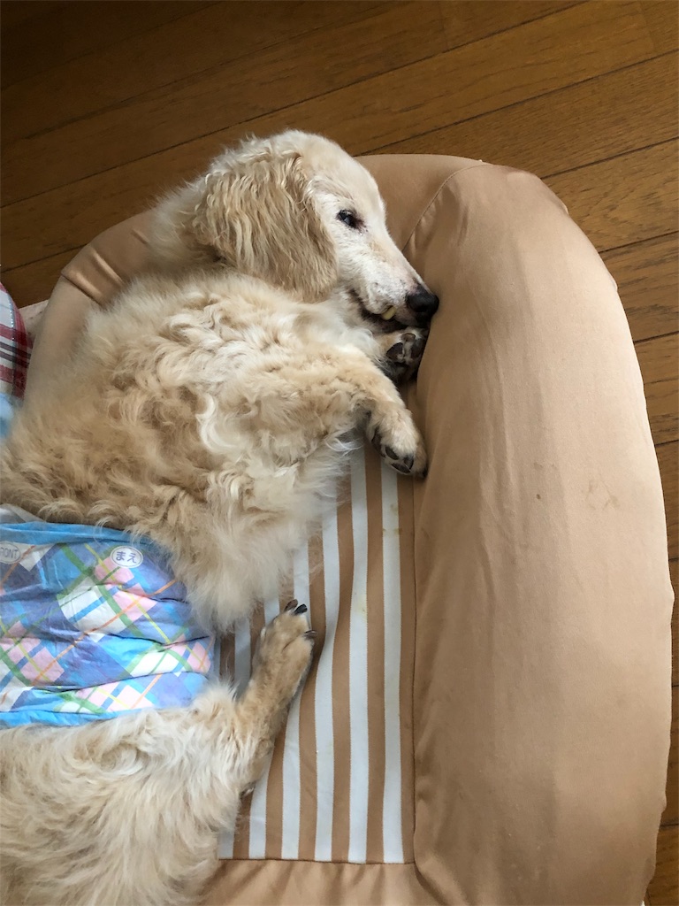 f:id:renkunno:20190924142326j:image