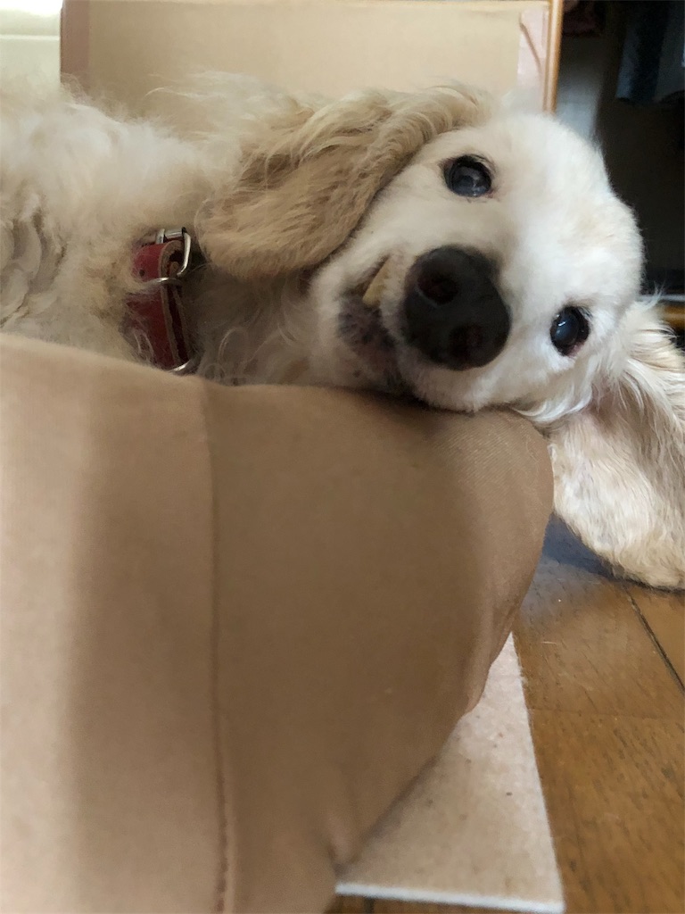 f:id:renkunno:20190924142331j:image