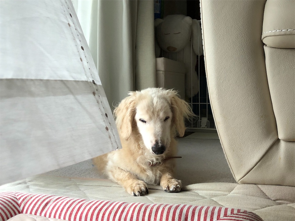 f:id:renkunno:20190924174043j:image
