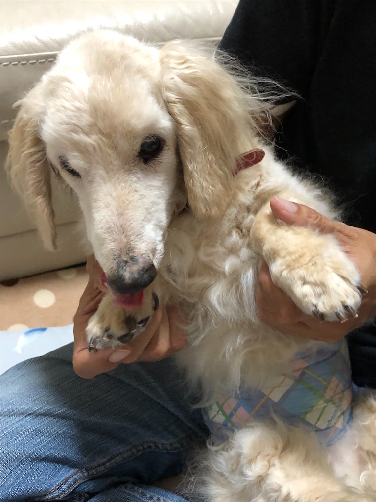 f:id:renkunno:20190929225053j:image