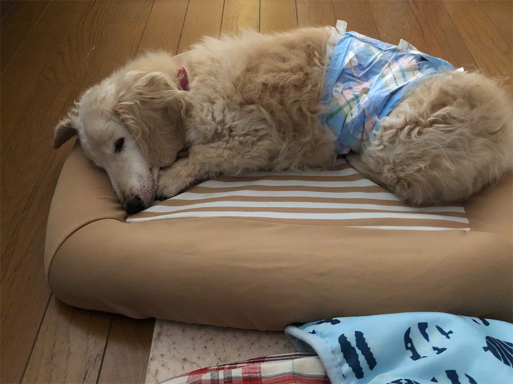f:id:renkunno:20191005143941j:image