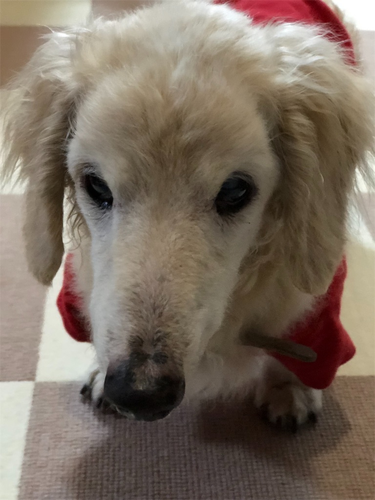 f:id:renkunno:20191021212304j:image f:id:renkunno:20191021212304j:image