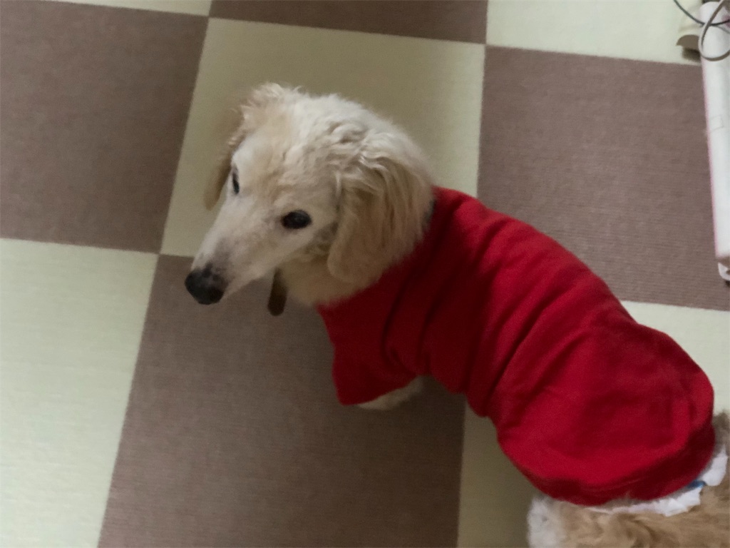 f:id:renkunno:20191021212339j:image f:id:renkunno:20191021212339j:image