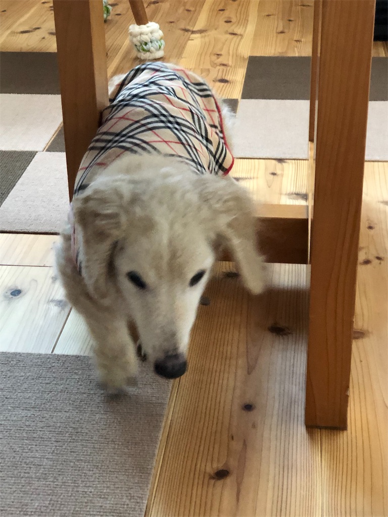 f:id:renkunno:20191027140450j:image f:id:renkunno:20191027140450j:image