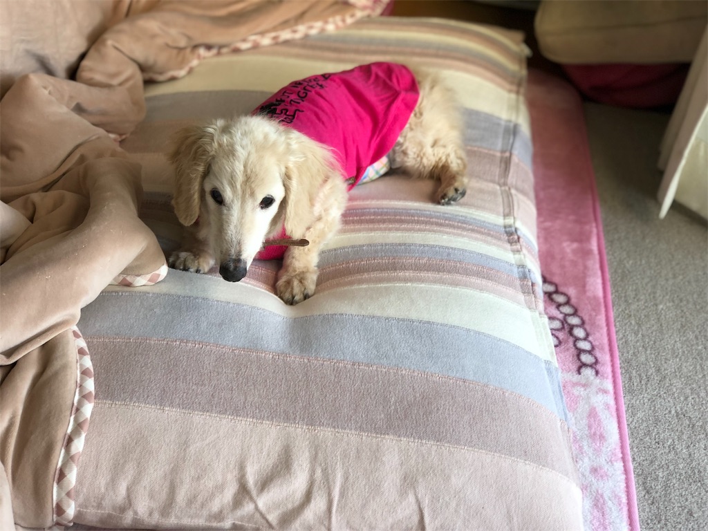 f:id:renkunno:20191108150337j:image f:id:renkunno:20191108150337j:image