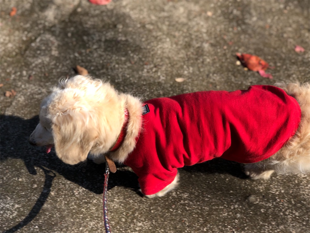 f:id:renkunno:20191108182001j:image f:id:renkunno:20191108182001j:image
