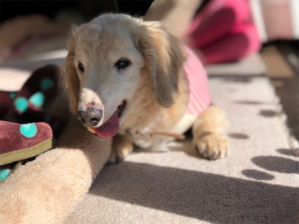 f:id:renkunno:20191121141111j:image f:id:renkunno:20191121141111j:image