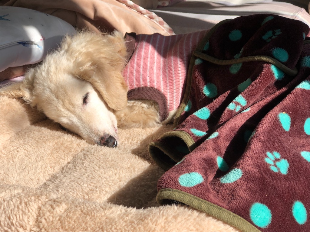f:id:renkunno:20191121141120j:image f:id:renkunno:20191121141120j:image